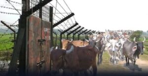 কুয়াশার আড়ালে দুর্গাপুর সীমান্তে ঢুকছে  গরু ও মাদক।রাতভর গুলির শব্দ।  সীমান্ত গ্রাম গুলোতে আতঙ্ক।